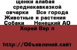 щенки алабая ( среднекавказкой овчарки) - Все города Животные и растения » Собаки   . Ненецкий АО,Хорей-Вер п.